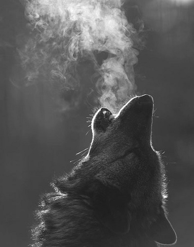 tumblr_n0r198A6dz1swfr5yo1_500